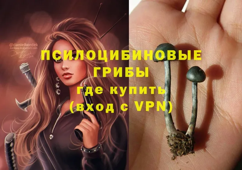 Псилоцибиновые грибы Psilocybe  блэк спрут ссылки  Елабуга 