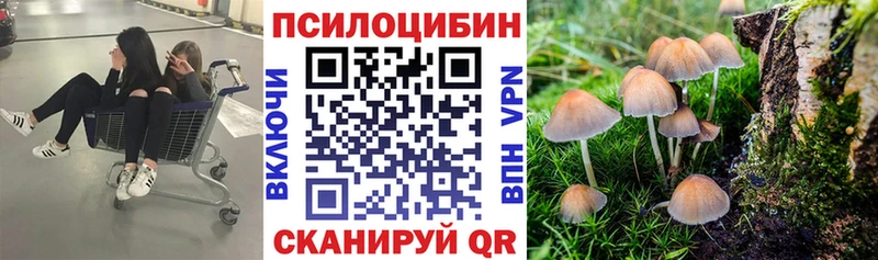Галлюциногенные грибы Psilocybine cubensis Елабуга